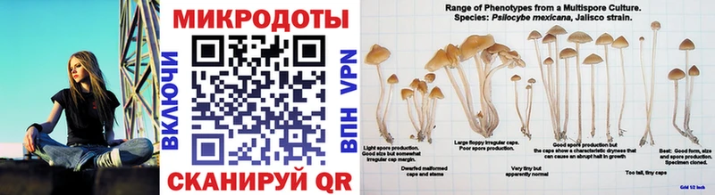 купить закладку  Жирновск  mega маркетплейс  Псилоцибиновые грибы Cubensis 
